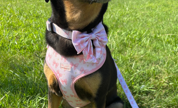 FABIEPAWSLUXE