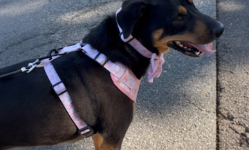 FABIEPAWSLUXE
