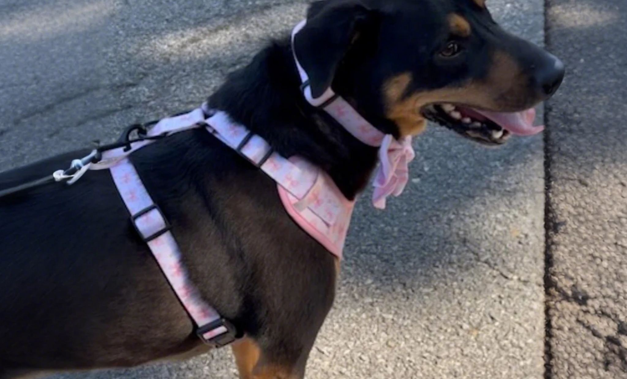 FABIEPAWSLUXE